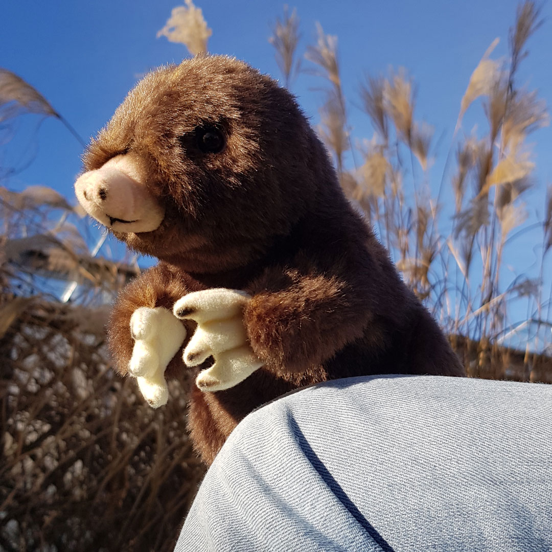 Der Maulwurf und die Raben