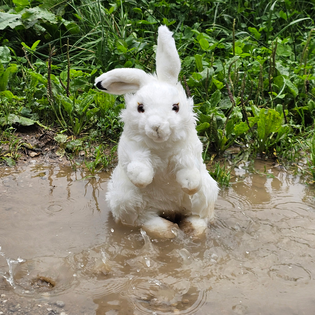 Regenhase