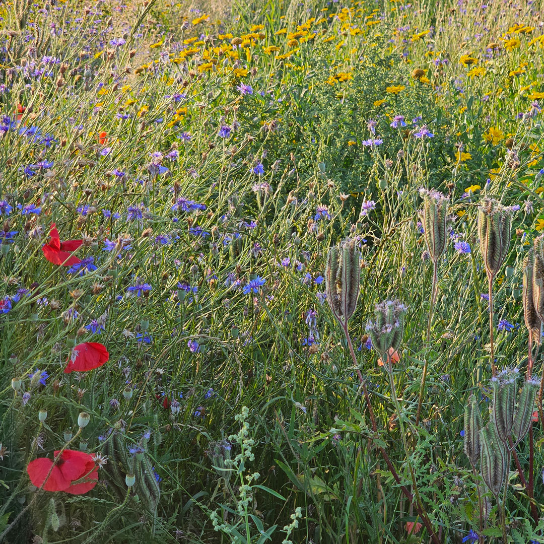 Sommerfelder
