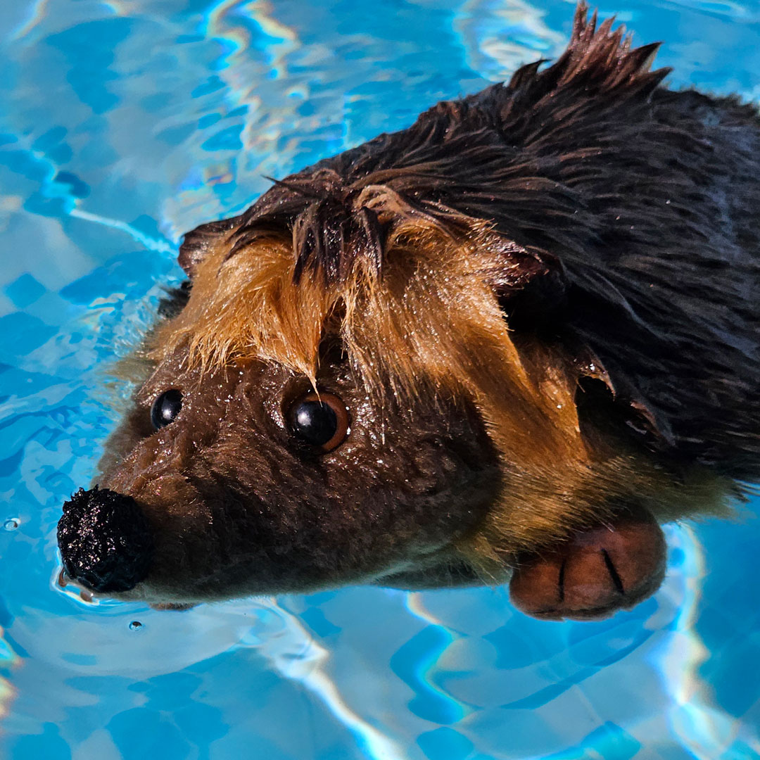 Igel schwimmt