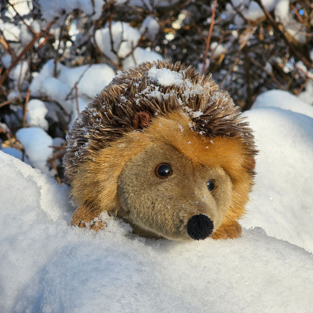 Der Igel im Schnee