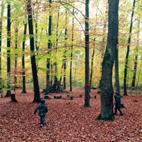 Waldspaziergang